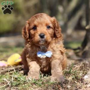 Athens, Cavapoo Puppy